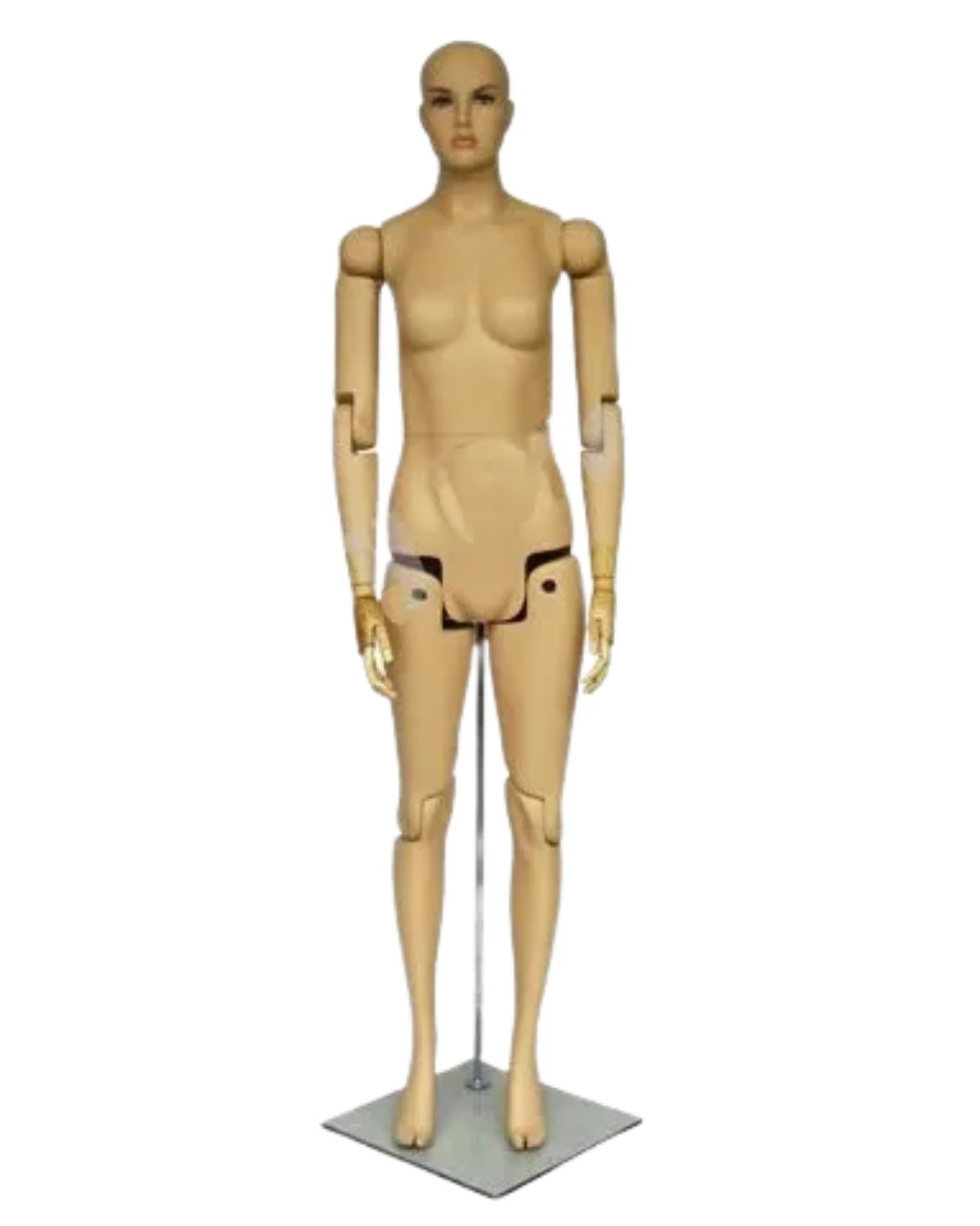 Mannequin torso on a white background